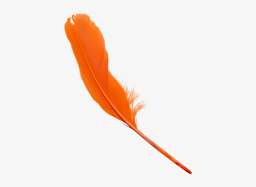 Feather, transparent png download