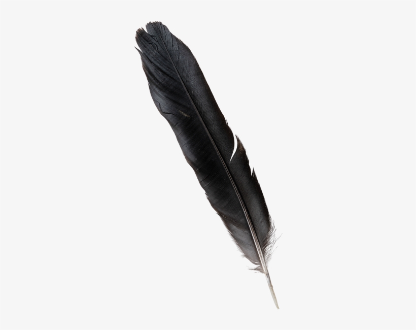 Feather - Writing, transparent png download