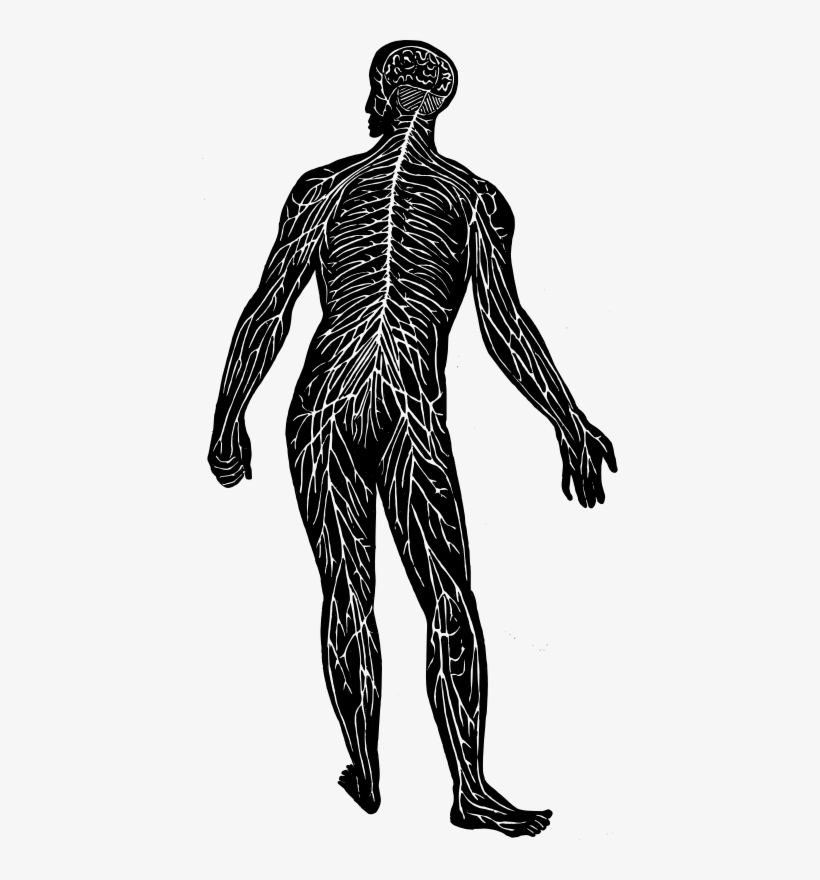 Medium Image - Nerves Clipart, transparent png download