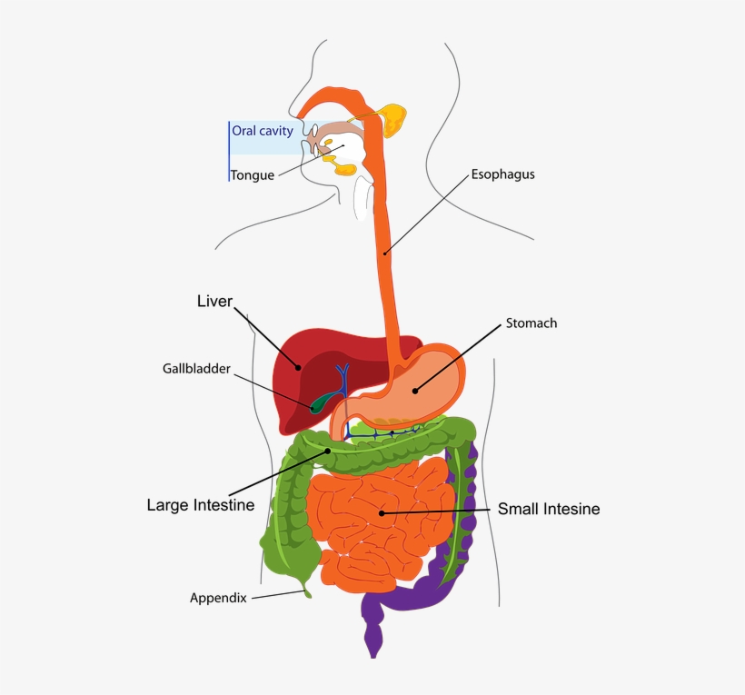 Gastrointestinal Tract Diagram, transparent png download