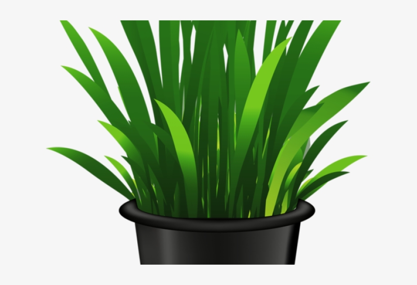 Potted Plants Clipart Seedling - Clip Art, transparent png download