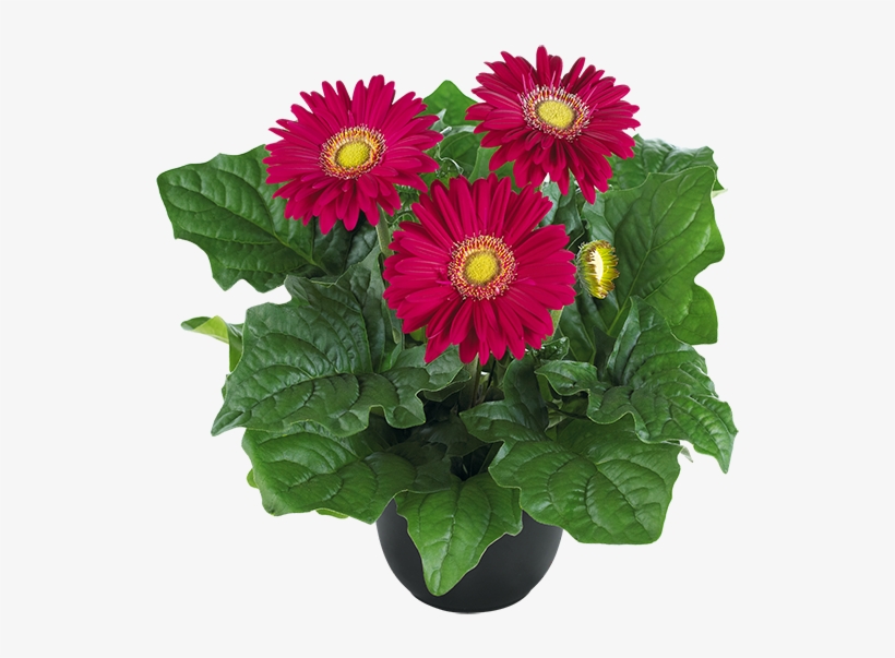 Dark Purple - Barberton Daisy, transparent png download