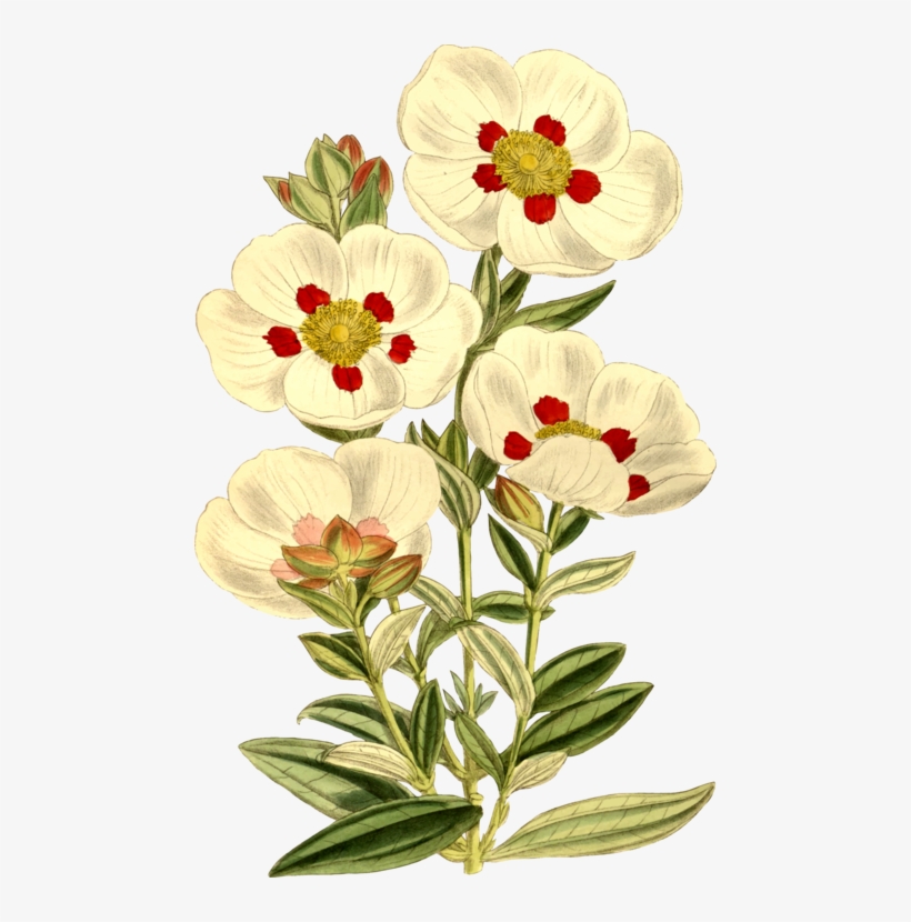 Labdanum Gum Rockrose Flowering Plant Plants - Flower Quotes In English, transparent png download