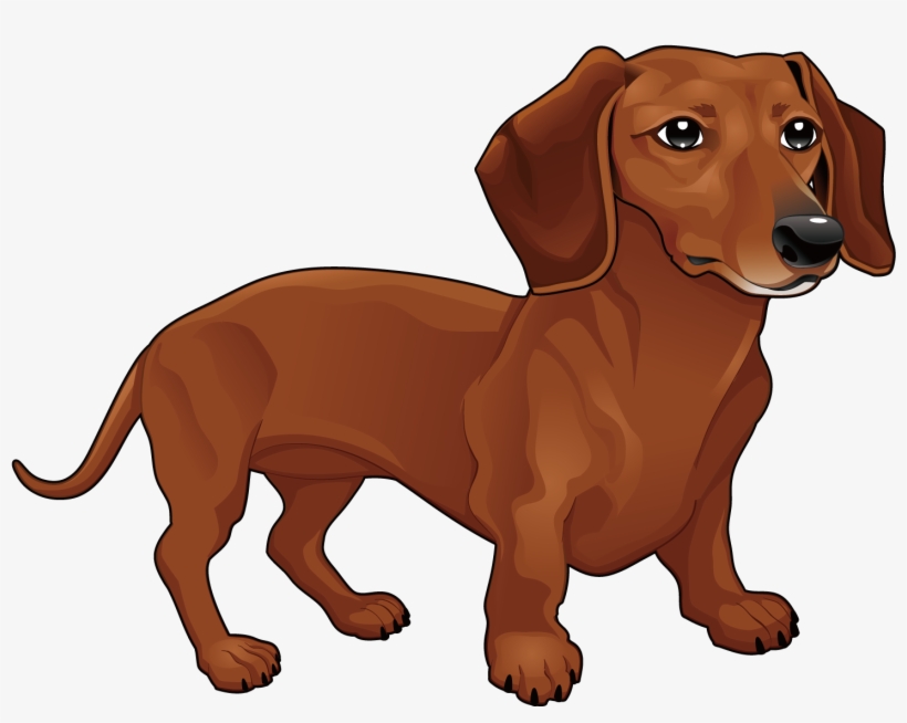 Vector Dachshund Transprent Png - Dachshund Vector, transparent png download