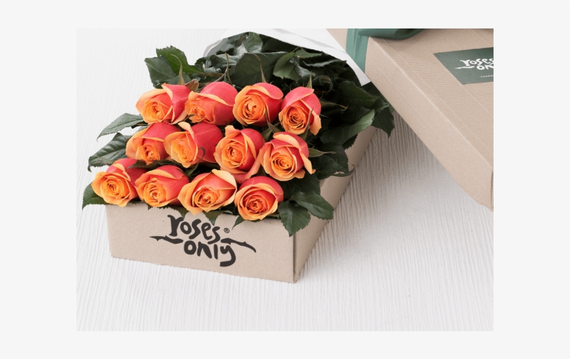 One Dozen Orange Roses - Rose, transparent png download
