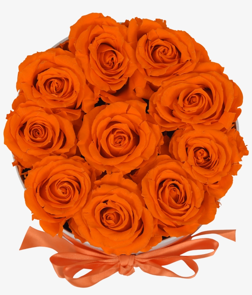 Orb Original Orange Roses - Garden Roses, transparent png download