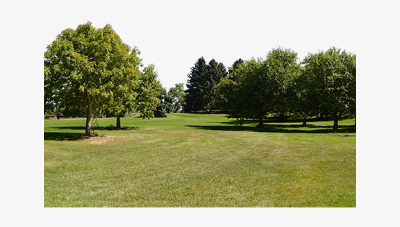 Grove, transparent png download