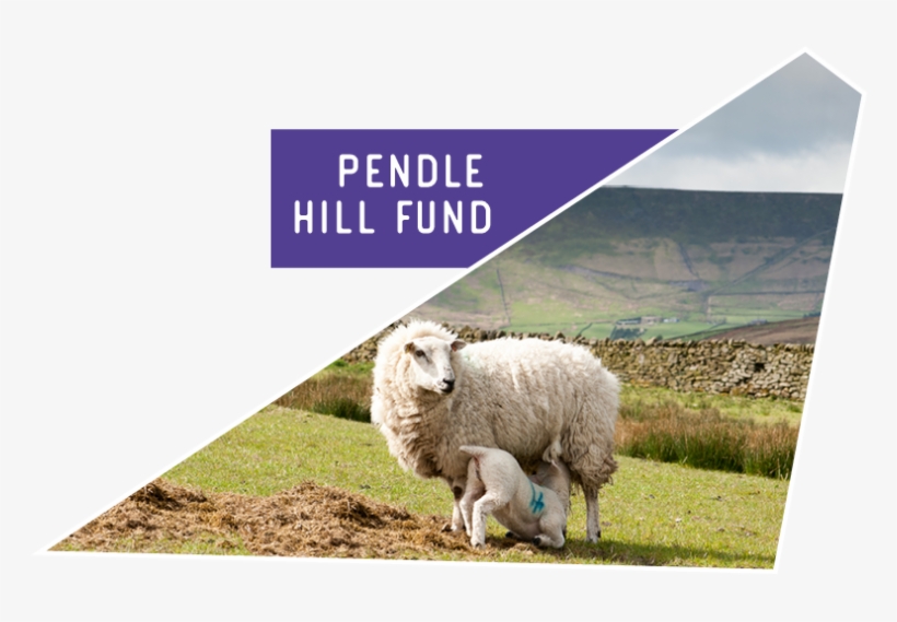 The Pendle Hill Fund Is A Community Grants Scheme, - Sheep, transparent png download