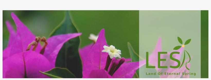 Home - Bougainvillea, transparent png download
