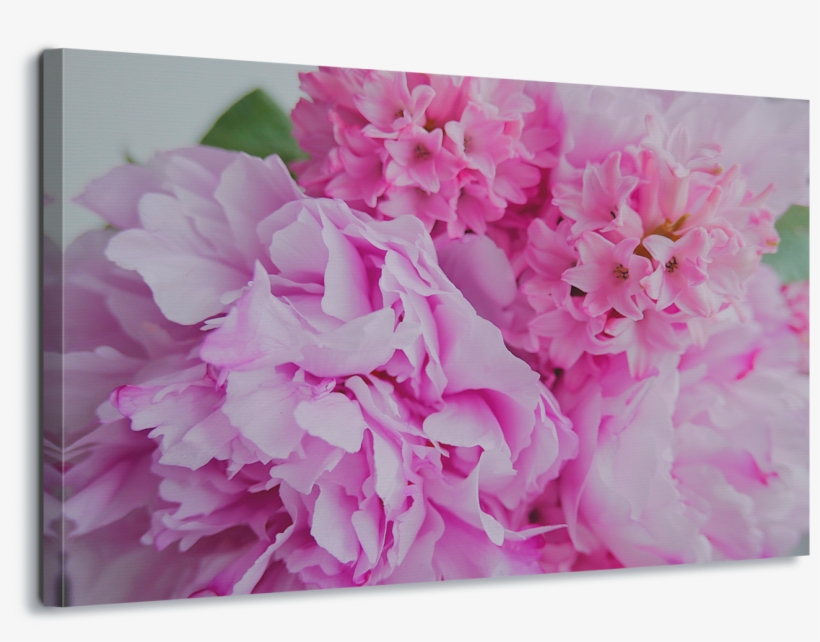 Pink, transparent png download