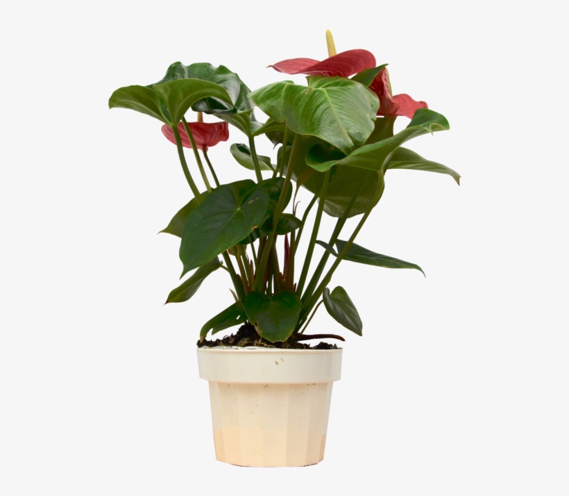 Flowerpot, transparent png download