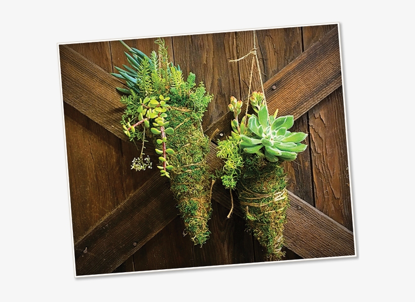 Back By Popular Demand - Kokedama, transparent png download