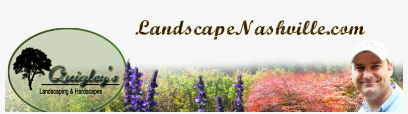 Japanese Maples Nashville - Lavender, transparent png download