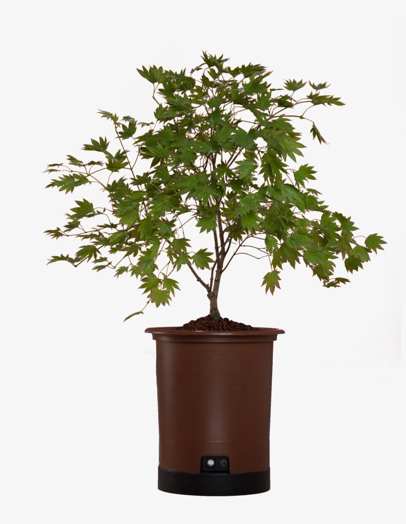 Japanese Maple Png, transparent png download