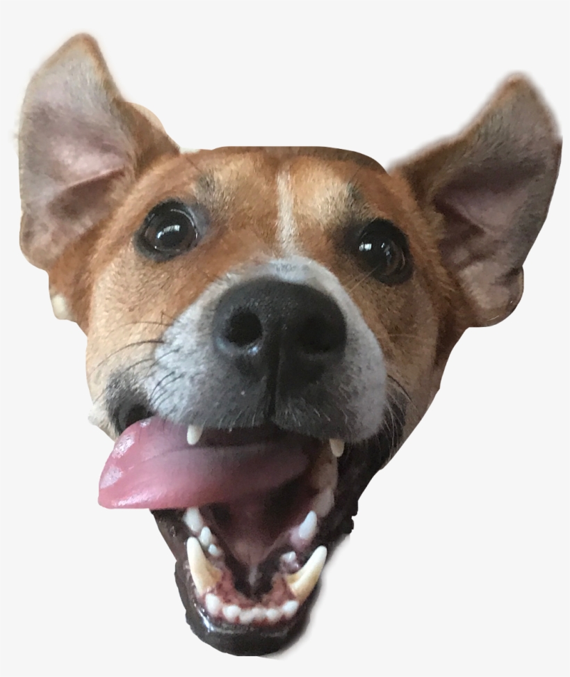 #dog #cane #lmao #doghead #italy #freetoedit - Companion Dog, transparent png download