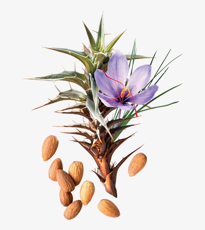 Herbal Point - Iris, transparent png download