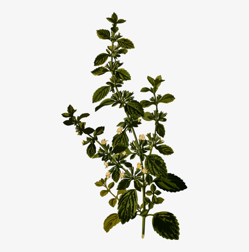Lemon Balm Medicinal Plants Officinalis Herb - Melissa Officinalis, transparent png download