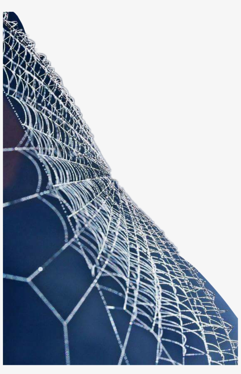 Report Abuse - Spider Web, transparent png download