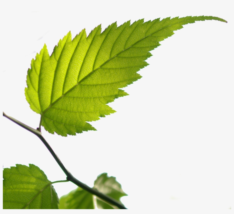Bgtransp L Kerria Japonica Leaf - Ulmus Alata, transparent png download