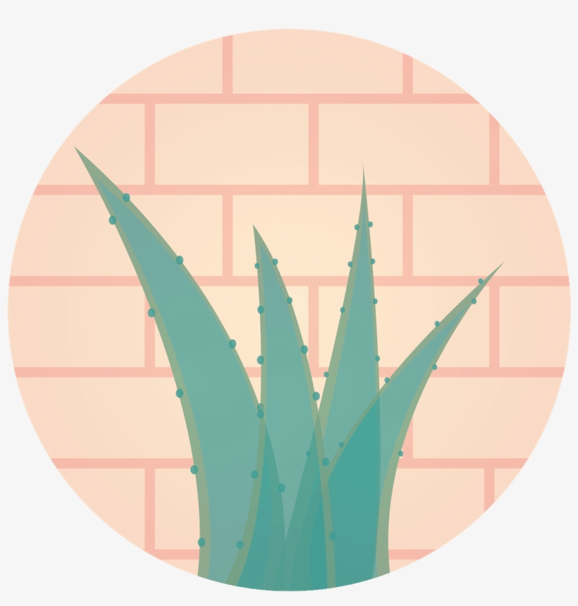 Aloe Vera A Miracle For Health - Agave, transparent png download