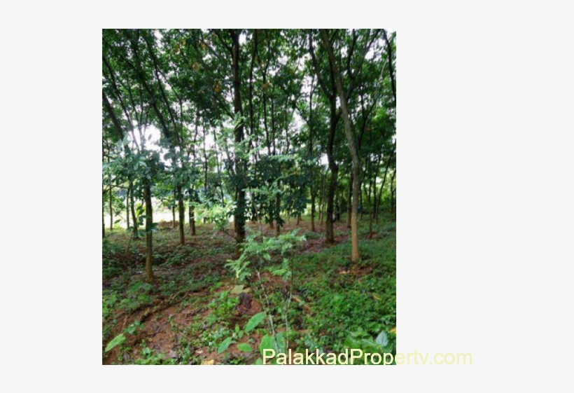 For Sale,plot ,300 Mts From Main Road,house Plot - Grove, transparent png download