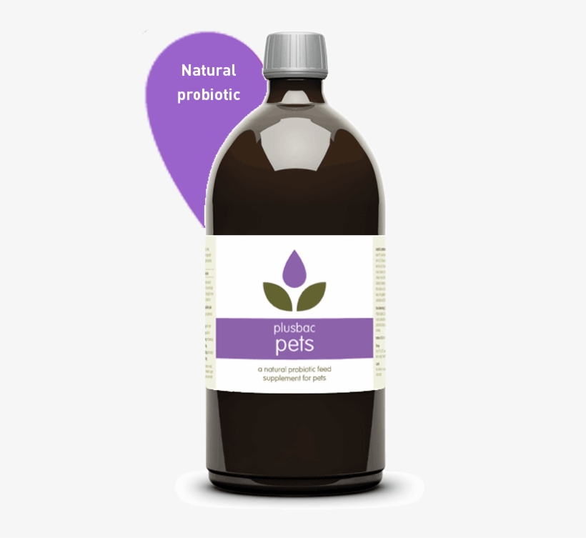 Plusbac Pets Liquid Probiotic - Pet, transparent png download