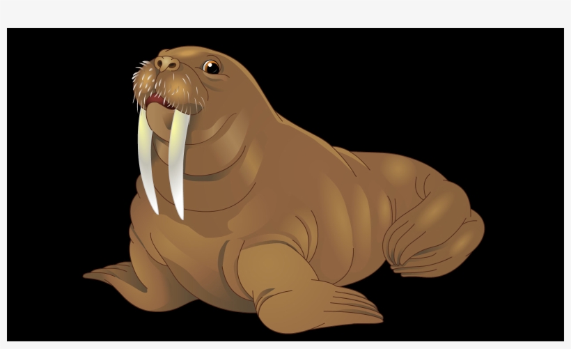 California Sea Lion, transparent png download