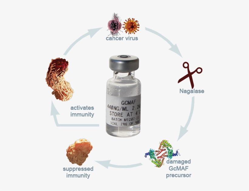 High Dose Gcmaf - Gcmaf Products, transparent png download