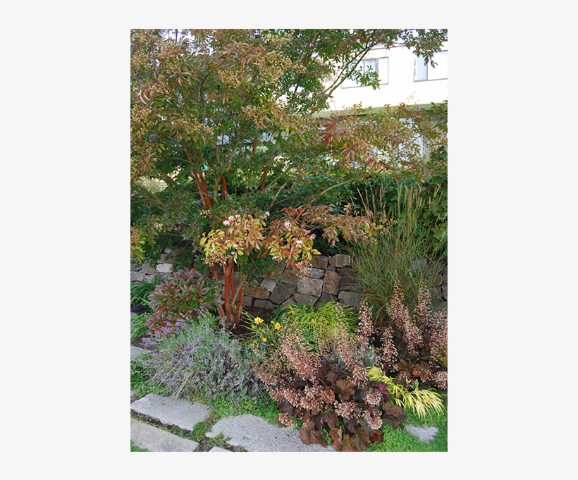 Ragen & Associates - River Birch, transparent png download