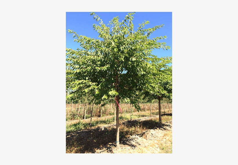 Deciduous Trees - River Birch, transparent png download