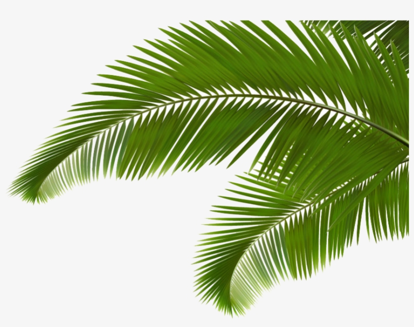 859 X 638 6 - Coconut Leaf Png, transparent png download