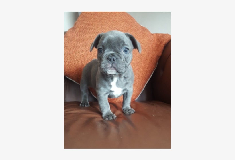 French Bulldog Pups - Toy Bulldog, transparent png download