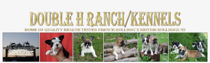 Double H Ranch/kennels - French Bulldog, transparent png download