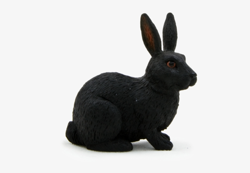 Domestic Rabbit, transparent png download