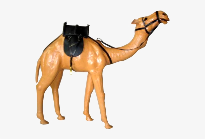 As Per Customer Specification - Arabian Camel, transparent png download