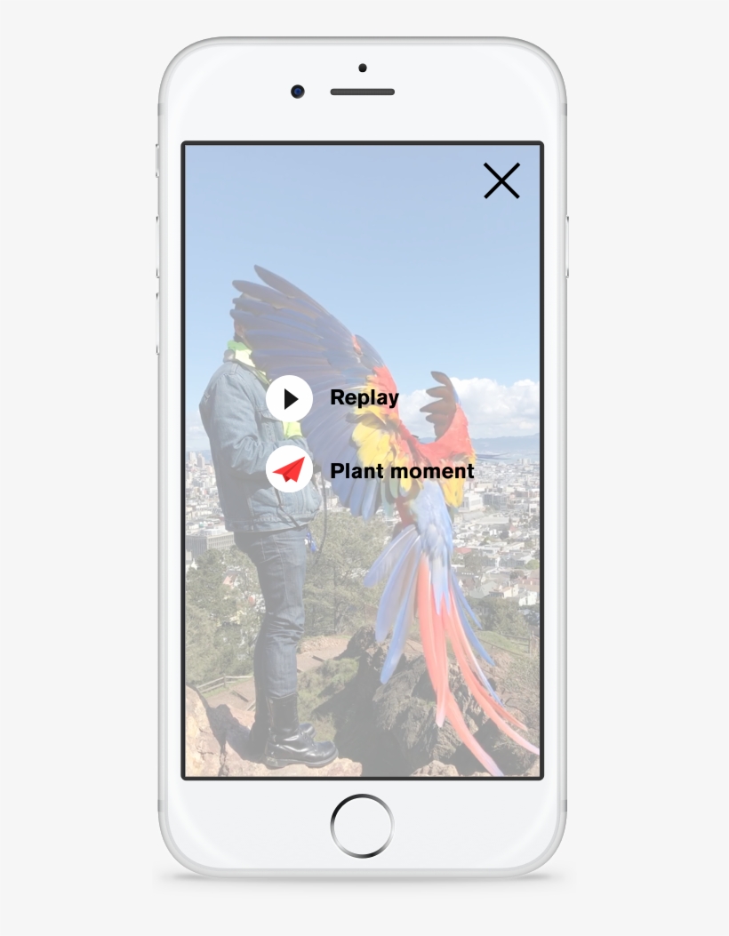 Moment Review - Cockatiel, transparent png download