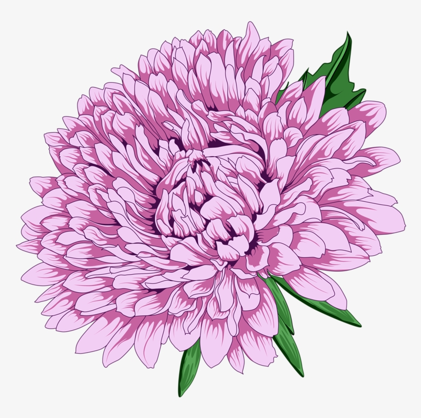 Chrysanthemum Clipart