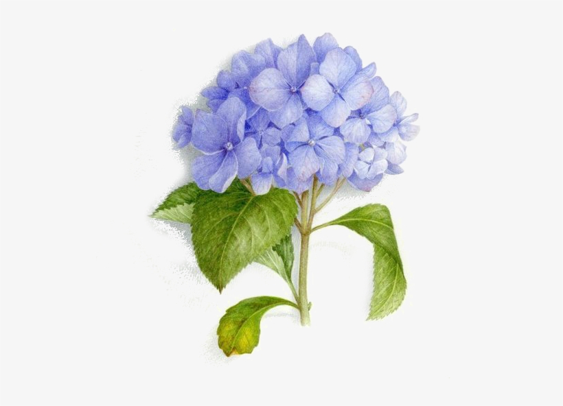 Tattoo Art Bouquet Painting Illustration Watercolor - Blue Hydrangea Bouquet Painting Watercolor, transparent png download