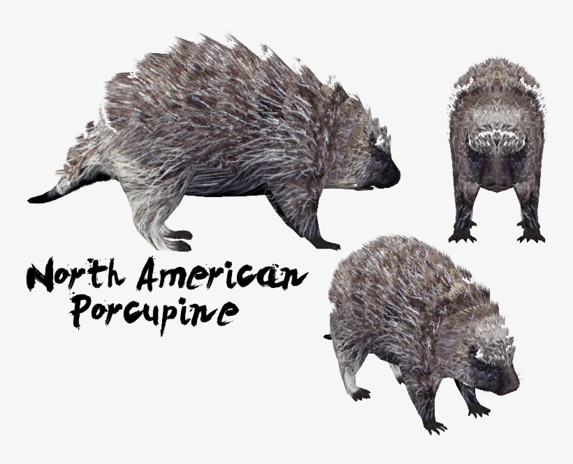 The Alpha Channels Of My North American Porcupine See-through - Zoo Tycoon 2 Porcupine, transparent png download