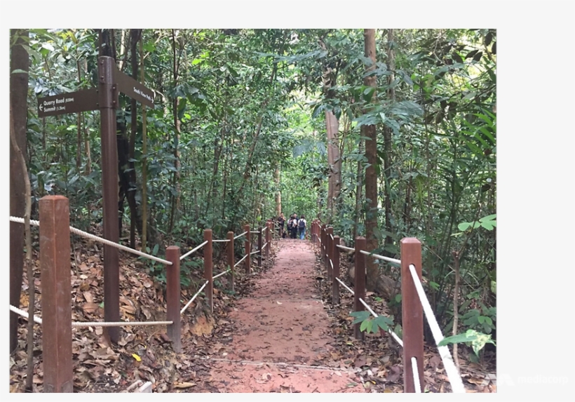 Bukit Timah Nature Reserve Reopens After 2 Years Of - Old-growth Forest, transparent png download
