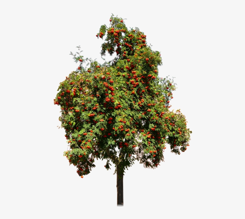Image Result For Seedling Transparent Background - Alberi Da Frutto Png, transparent png download