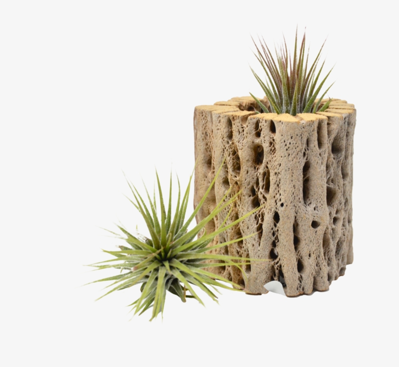 Small Cholla Wood Air Plant Holder - Grass, transparent png download