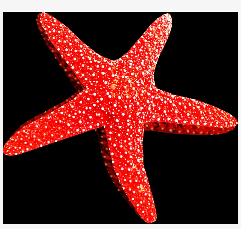 Free Starfish Pngs - Étoile De Mer Png, transparent png download