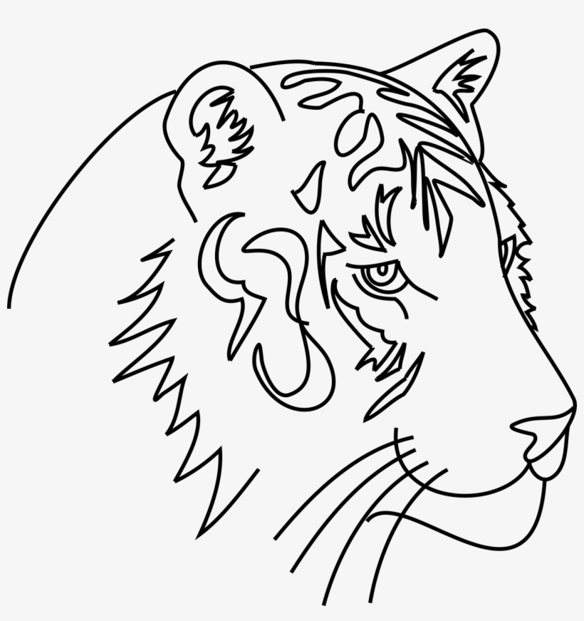 Tiger,cat,animal,feral - Grafis Hewan, transparent png download