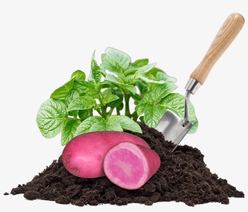 Potatoes, Pile Of Dirt, Leaves And A Shovel - Compost, transparent png download
