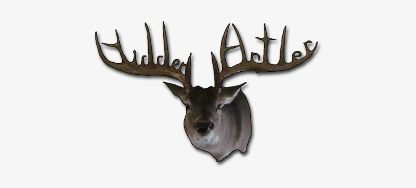 Antler, transparent png download