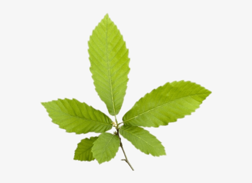 Chestnut Leaves Png - Blad Van Een Tamme Kastanje, transparent png download