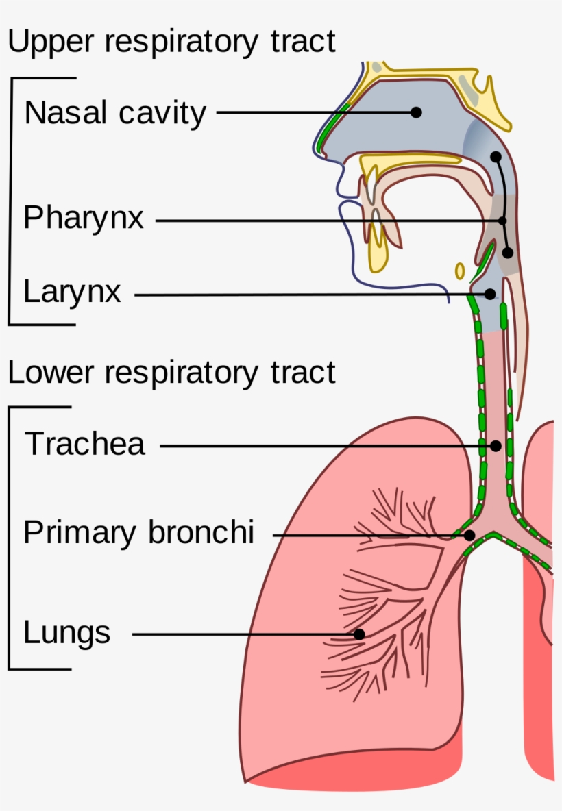 التهاب المجاري التنفسية, transparent png download