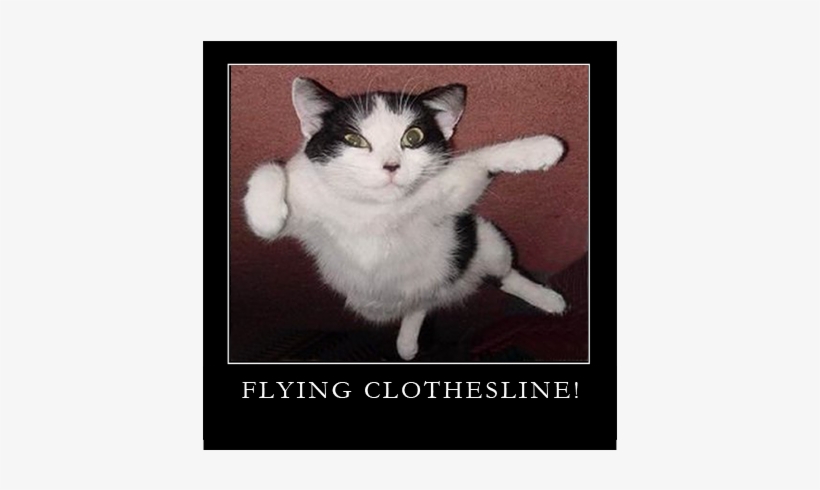 Flying Wonder Cat - Flying Cat, transparent png download