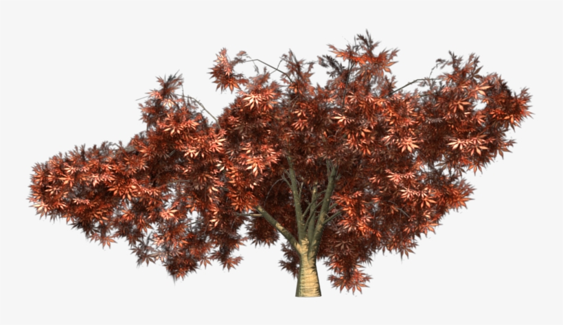 Texture - Dwarf Japanese Maple Png, transparent png download